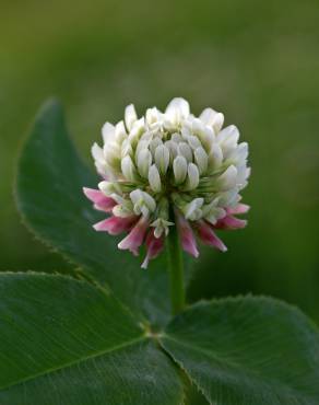 Fotografia 6 da espécie Trifolium fragiferum no Jardim Botânico UTAD