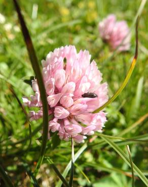 Fotografia 7 da espécie Trifolium fragiferum no Jardim Botânico UTAD