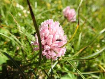 Fotografia da espécie Trifolium fragiferum