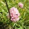 Fotografia 7 da espécie Trifolium fragiferum do Jardim Botânico UTAD