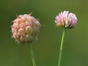 Fotografia da espécie Trifolium fragiferum