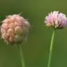 Fotografia 1 da espécie Trifolium fragiferum do Jardim Botânico UTAD