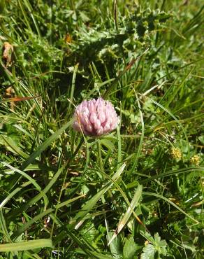 Fotografia 8 da espécie Trifolium fragiferum no Jardim Botânico UTAD