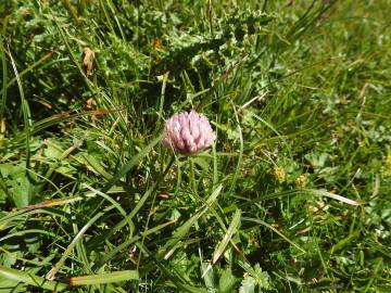Fotografia da espécie Trifolium fragiferum