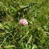 Fotografia 8 da espécie Trifolium fragiferum do Jardim Botânico UTAD