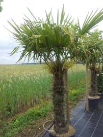 Fotografia da espécie Trachycarpus fortunei