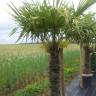 Fotografia 9 da espécie Trachycarpus fortunei do Jardim Botânico UTAD