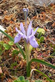 Fotografia da espécie Moraea sisyrinchium