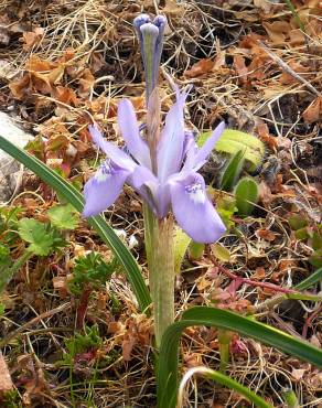 Fotografia 5 da espécie Moraea sisyrinchium no Jardim Botânico UTAD