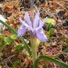 Fotografia 5 da espécie Moraea sisyrinchium do Jardim Botânico UTAD