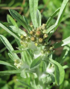 Fotografia 1 da espécie Gnaphalium uliginosum subesp. uliginosum no Jardim Botânico UTAD