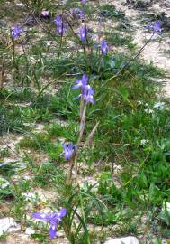 Fotografia da espécie Moraea sisyrinchium