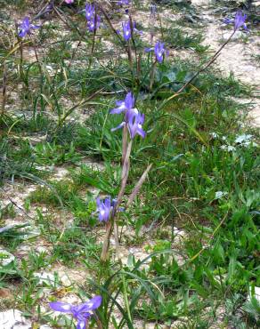 Fotografia 6 da espécie Moraea sisyrinchium no Jardim Botânico UTAD