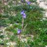 Fotografia 6 da espécie Moraea sisyrinchium do Jardim Botânico UTAD