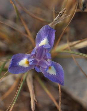 Fotografia 7 da espécie Moraea sisyrinchium no Jardim Botânico UTAD