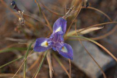 Fotografia da espécie Moraea sisyrinchium