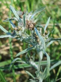 Fotografia da espécie Gnaphalium uliginosum subesp. uliginosum