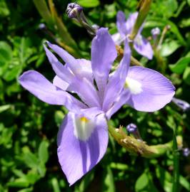 Fotografia da espécie Moraea sisyrinchium