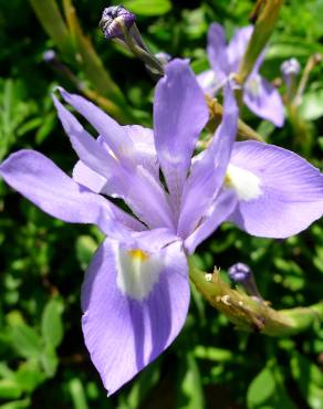 Fotografia 8 da espécie Moraea sisyrinchium no Jardim Botânico UTAD