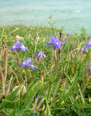 Fotografia 9 da espécie Moraea sisyrinchium no Jardim Botânico UTAD