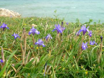 Fotografia da espécie Moraea sisyrinchium