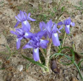 Fotografia da espécie Moraea sisyrinchium