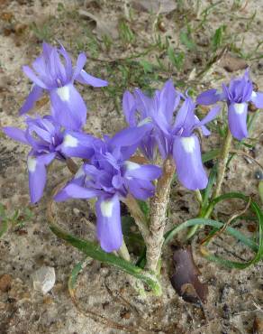 Fotografia 10 da espécie Moraea sisyrinchium no Jardim Botânico UTAD