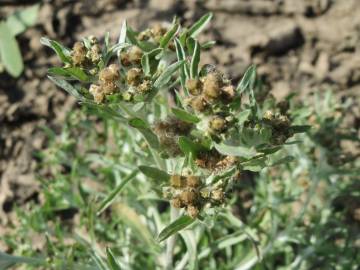 Fotografia da espécie Gnaphalium uliginosum subesp. uliginosum