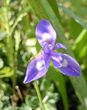 Fotografia 11 da espécie Moraea sisyrinchium no Jardim Botânico UTAD