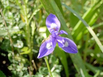 Fotografia da espécie Moraea sisyrinchium