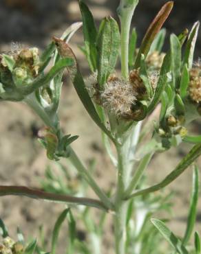 Fotografia 6 da espécie Gnaphalium uliginosum subesp. uliginosum no Jardim Botânico UTAD