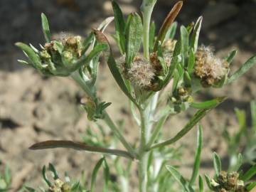 Fotografia da espécie Gnaphalium uliginosum subesp. uliginosum