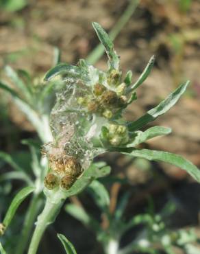 Fotografia 9 da espécie Gnaphalium uliginosum subesp. uliginosum no Jardim Botânico UTAD