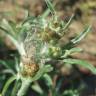 Fotografia 9 da espécie Gnaphalium uliginosum subesp. uliginosum do Jardim Botânico UTAD