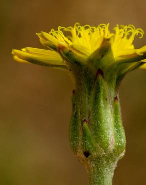 Fotografia 1 da espécie Scorzonera laciniata no Jardim Botânico UTAD