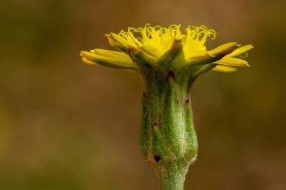 Fotografia da espécie Scorzonera laciniata