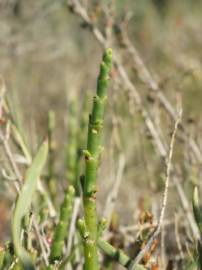 Fotografia da espécie Sarcocornia fruticosa