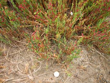 Fotografia da espécie Sarcocornia fruticosa