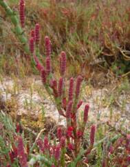 Sarcocornia fruticosa