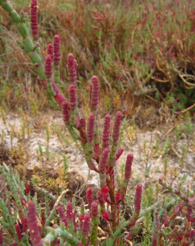 Fotografia de capa Sarcocornia fruticosa - do Jardim Botânico