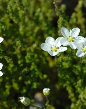 Fotografia 7 da espécie Sagina nodosa no Jardim Botânico UTAD