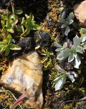 Fotografia 3 da espécie Sagina saginoides no Jardim Botânico UTAD