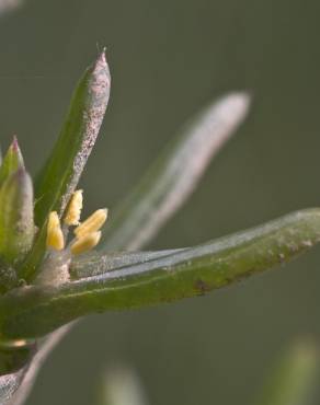 Fotografia 4 da espécie Salsola soda no Jardim Botânico UTAD