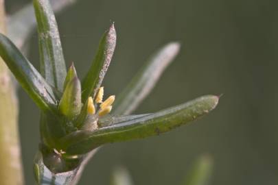 Fotografia da espécie Salsola soda