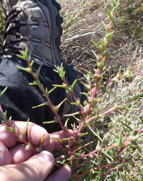 Fotografia 7 da espécie Salsola soda no Jardim Botânico UTAD