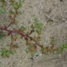 Fotografia 8 da espécie Salsola soda do Jardim Botânico UTAD