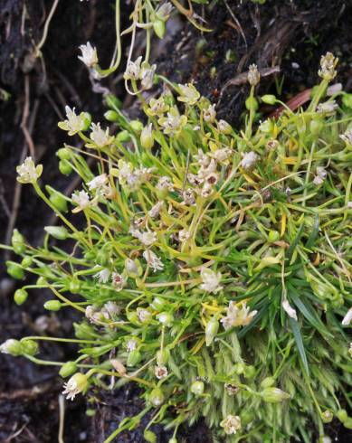 Fotografia de capa Sagina saginoides - do Jardim Botânico