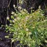 Fotografia 1 da espécie Sagina saginoides do Jardim Botânico UTAD