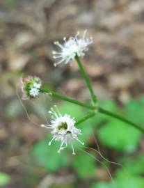 Fotografia da espécie Sanicula europaea