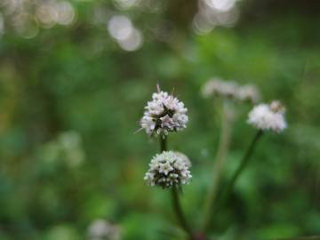 Fotografia da espécie Sanicula europaea